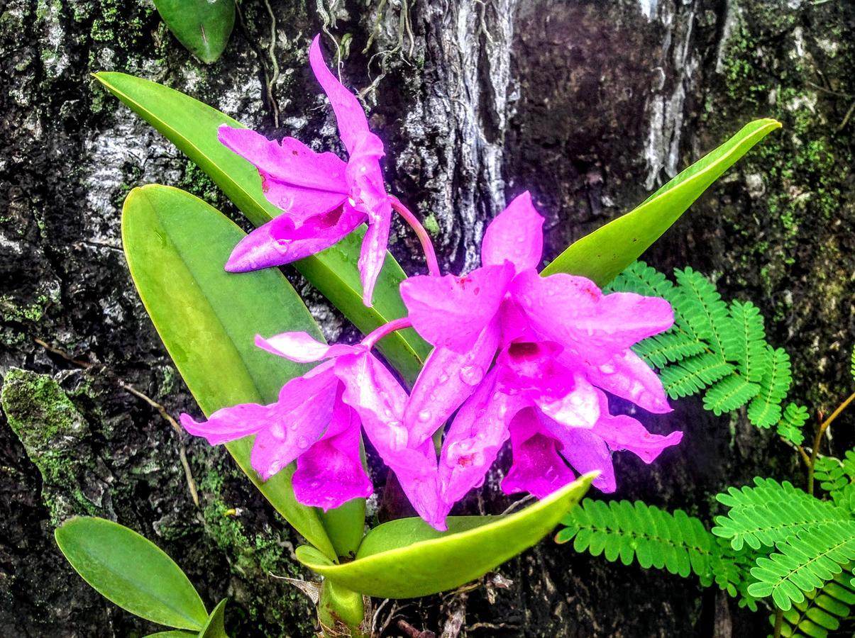 Casa De Los Suenos B&B Coronado Panama Плайя-Коронадо Экстерьер фото